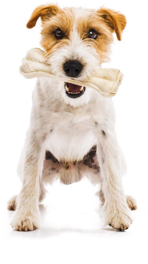 Hund med tyggebein fra DoggieBag overraskelsespakke til hund